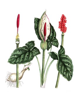 Arum maculatum, common arum, digital reproduction of a historical original, between 1790 and 1810