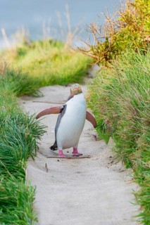 Yellow-eyed Penguin (Megadyptes antipodes) on the move, Otago Region, South Island, New Zealand
