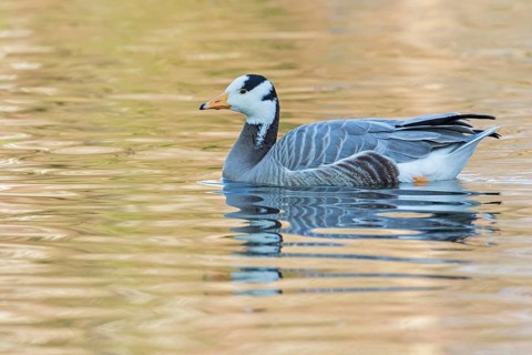 Bar-headed goose, Indian goose, field goose, (Anser indicus), animals, birds, goose, goose family,