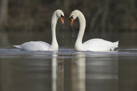 Mute Swan (Cygnus olor), Saxony, Germany
