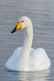 Whooper Swan (Cygnus cygnus), Finland