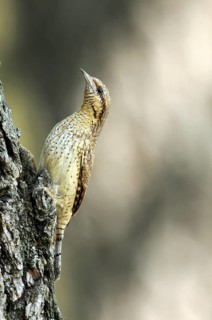 Eurasian Wryneck (Jynx torquilla), Hungary