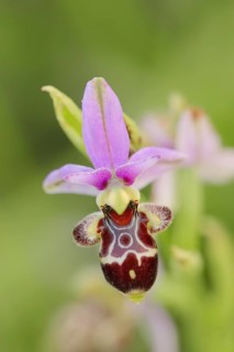Woodcock bee-orchid (Ophrys scolopax), flower, Provence, southern France