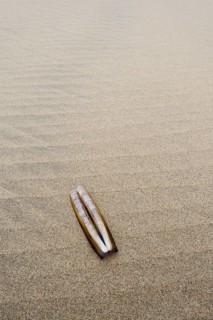 Atlantic jackknife clam (Ensis directus), mussel shell on the beach, South Holland, Netherlands