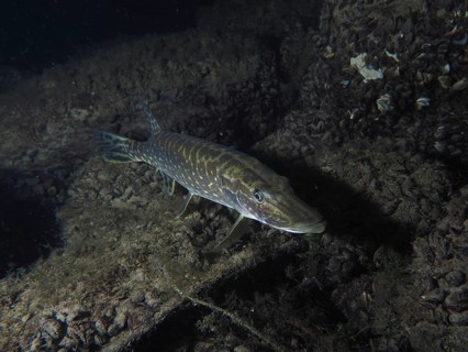 Pike (Esox lucius) swimming over a rocky bottom in dark water at night. Dive site Zollbrücke,