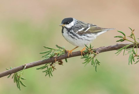 Blackpoll Warbler (Setophaga striata) male perched on a branch, Texas, USA