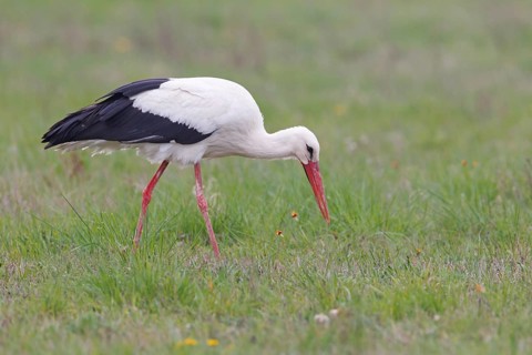 White Stork (Ciconia ciconia) foraging, Lake Neusiedl, Austria
