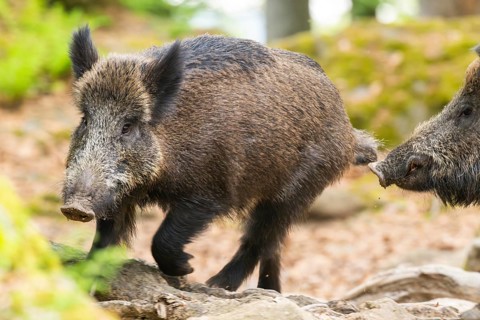 Wild boar (Sus scrofa) running through tha forest, Bavaria, Germany
