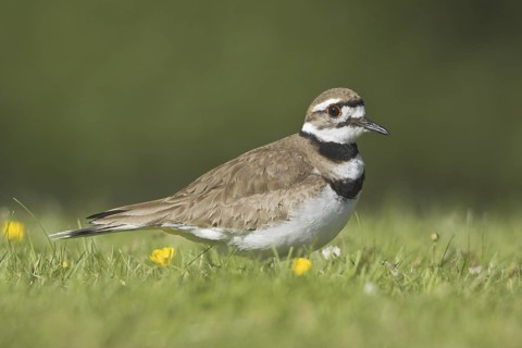 Killdeer (Charadrius vociferus), British Columbia, Canada