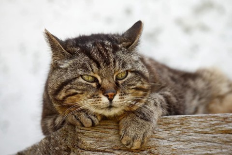 Domestic cat (Felis catus) lying on a wooden bench, Brittany, France