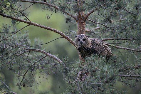 Eurasian Eagle-Owl (Bubo bubo) juvenile perched in tree, North Rhine-Westphalia, Germany