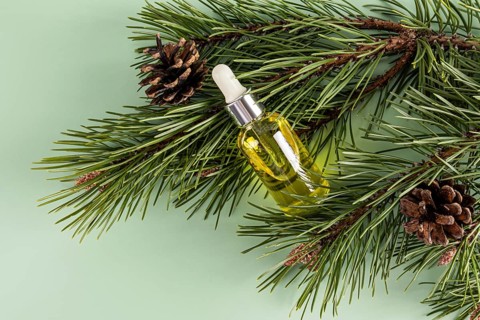 Top view of a glass dropper bottle of essential oil nestled among fresh green pine branches and