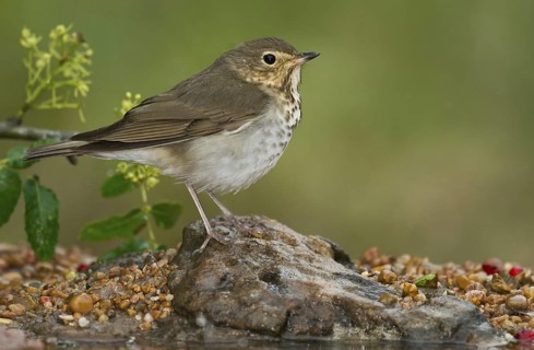 Swainson's Thrush (Catharus ustulatus) perched on ground, Texas, USA
