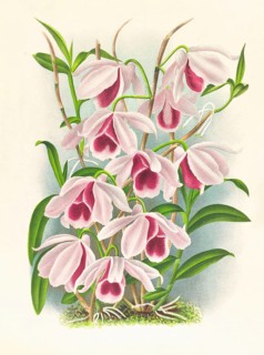 Orchid, Dendrobium superbum var anosmum, authentic reproduction of an illustration by Jean Jules