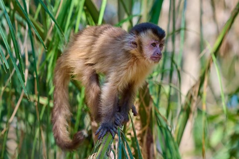 A capuchin monkey sitting on a leaf in a green forest, capuchin monkey (Sapajus apella), Pantanal,