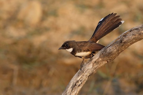 Malaysian Pied Fantail (Rhipidura javanica) perched on a branch, Thailand