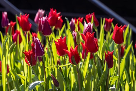 Red tulips against the light. Stuttgart, Baden-Württemberg, Germany