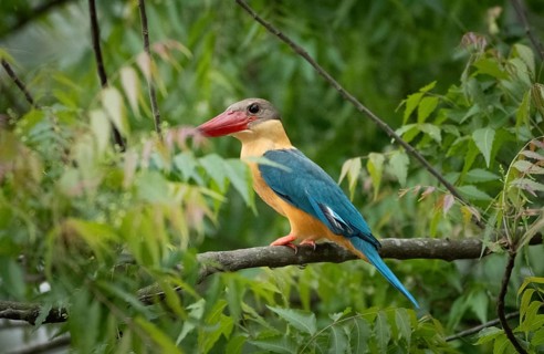 A Stork-billed kingfisher (Pelargopsis capensis) on a tree branch, sreepur, Gazipur, bangladesh