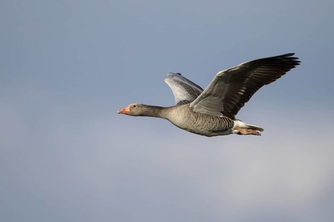 Graugans (Anser anser), Greylag goose, Altvogel im Flug, April, Insel Texel, Nordsee, Nordholland,