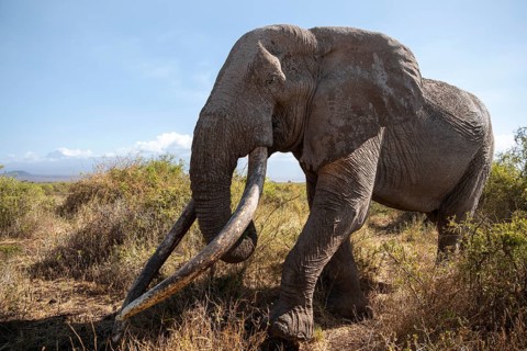 African elephant (Loxodonta africana) eats leaves, the famous Super Tusker elephant Craig, old male