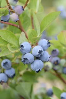 Blueberry (Vaccinium corymbosum 'Windsor'), Bundessorteamt, Marquardt testing centre, Marquardt,