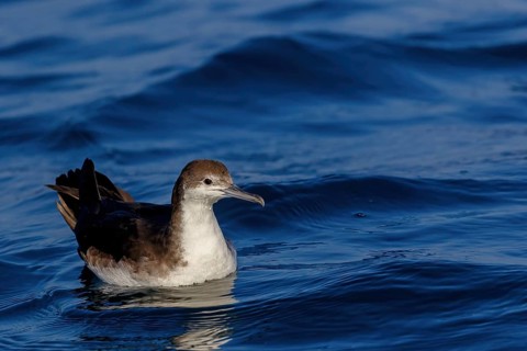 Arabian Shearwater, Persian Shearwater, (Puffinus persicus), family of shearwaters, Off Mirbat,