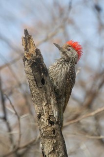 Cardinal Woodpecker (Dendropicos fuscescens) male, Etosha, Namibia