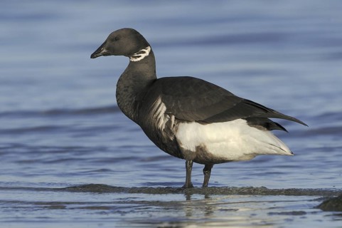 Brant Goose (Branta bernicla), British Columbia, Canada