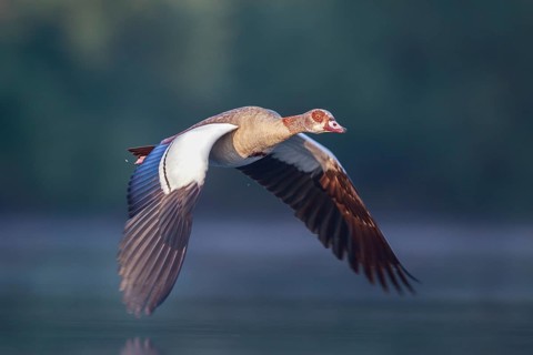 Egyptian Goose (Alopochen aegyptiaca) flying, North Rhine-Westphalia, Germany