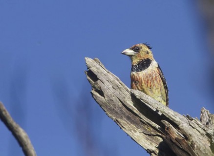 Crested Barbet (Trachyphonus vaillantii), Natal, South Africa