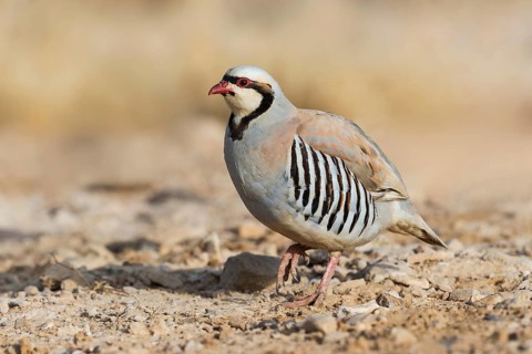 Chukar Partridge (Alectoris chukar), Eilat, Israel