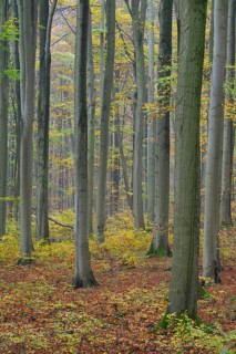 Near-natural deciduous forest in autumn with colourful leaves, copper beech (Fagus sylvatica),