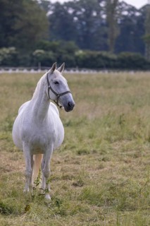 Kladruber horse, mares, standing on the paddock. National Stud Farm Kladruby nad Labem