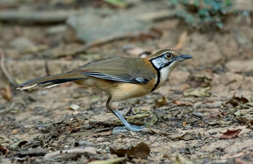 Greater Necklaced Laughingthrush (Garrulax pectoralis), Kaeng Krachan, Thailand