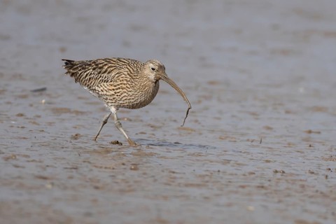 Eurasian curlew (Numenius arquata) adult wading bird carrying a lugworm for food in its beak on a