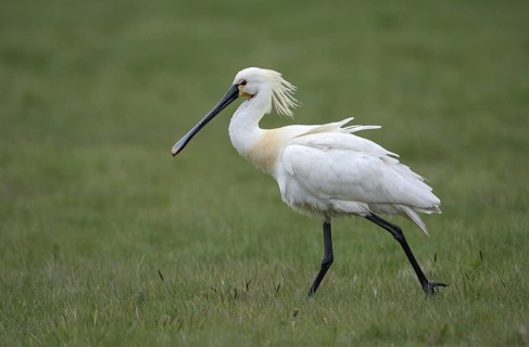 Loeffler (Platalea leucorodia), Spoonbill, April, Insel Texel, Nordsee, Nordholland, Niederlande