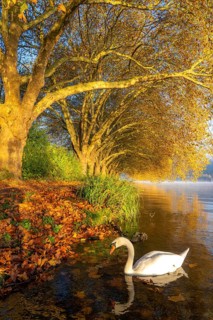 Autumnal colours at the Platanen Allee, Hardenberg Ufer, lakeside path at Lake Baldeney, near Haus
