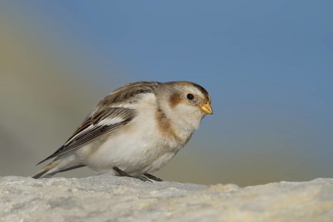 Snow Bunting - Schneeammer - Plectrophenax nivalis ssp. nivalis, Austria, adult male