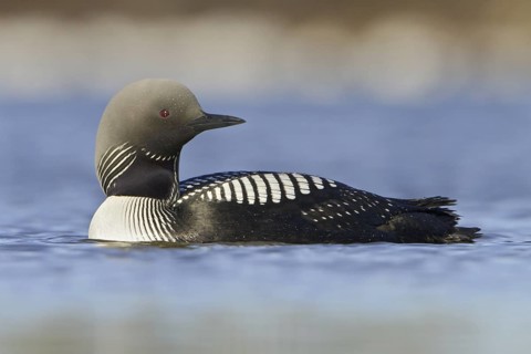Pacific Loon (Gavia pacifica), Manitoba, Canada