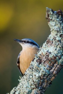 Eurasian Nuthatch (Sitta europaea), on a branch, Galicia, Spain