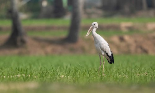An Asian openbill or Asian openbill stork (Anastomus oscitans), Sreepur, Gazipur, Bangladesh