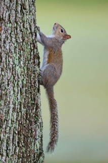 American grey squirrel (Sciurus carolinensis), climbing on a tree trunk in a natural environment,