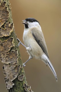 Marsh Tit (Poecile palustris), North Rhine-Westphalia