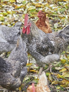 Close up view of gray and brown free range hens on the pasture