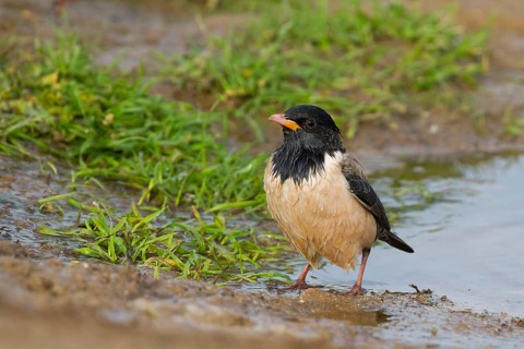 Rose-coloured Starling - Rostenstar - Pastor roseus, 3rd record for Morocco, adult