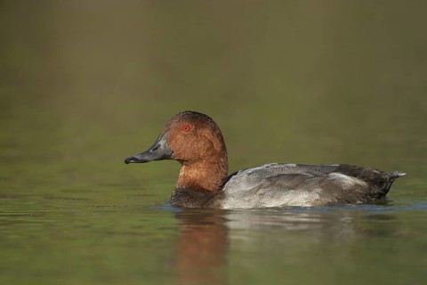 Common Pochard (Aythya ferina) male, Camargue, France