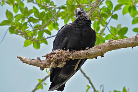 Turkey vulture (Coragyps atratus)