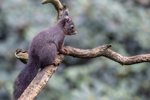 Squirrel (Sciurus vulgaris), Emsland, Lower Saxony, Germany
