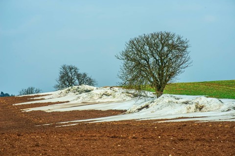 Winter, soon spring. Snowmelt. Tree in field in the landscape with melting snow in Ystad