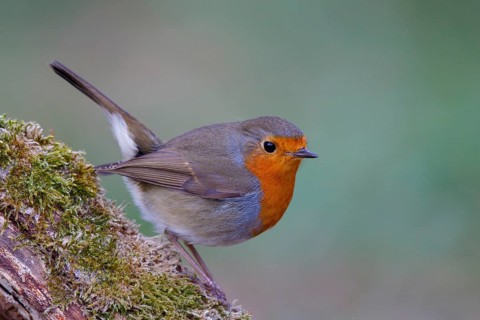 European Robin (Erithacus rubecula), North Rhine-Westphalia, Germany